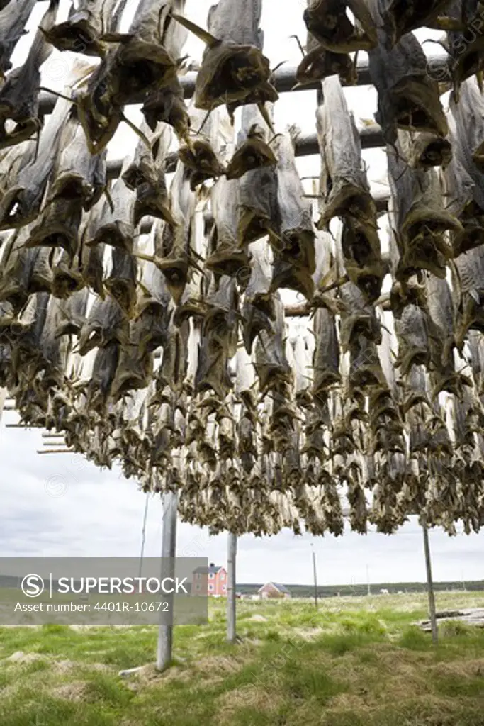 Fish drying on stand, Norway.
