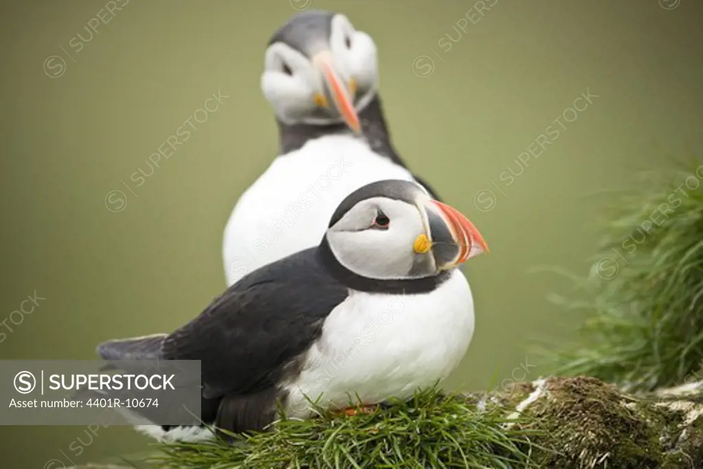 Two puffins, Norway.