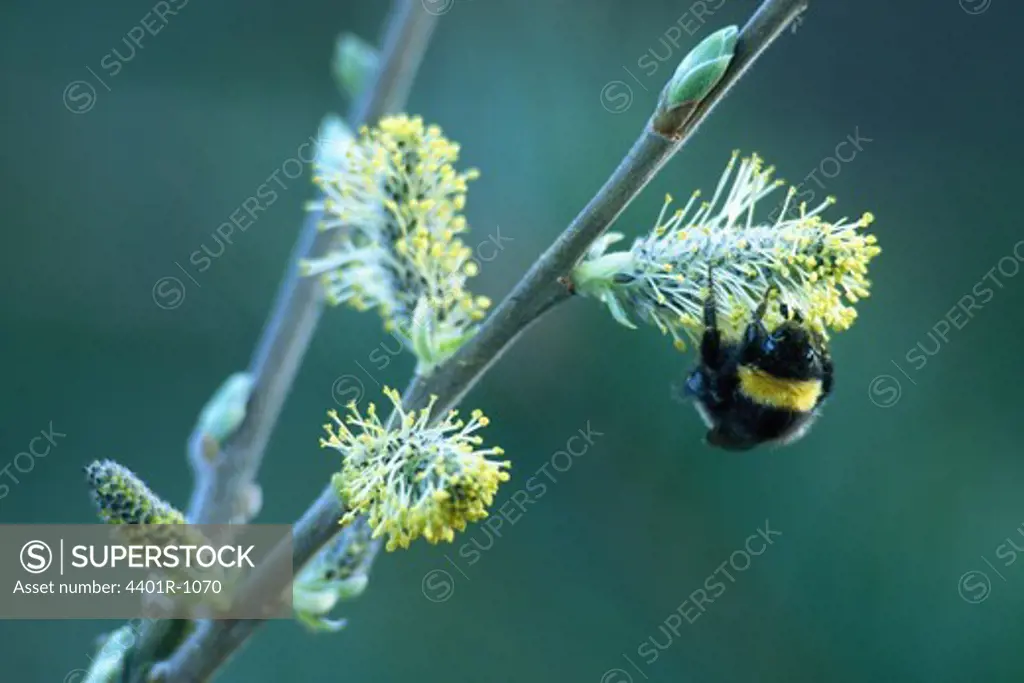 A bumblebee on sallow.