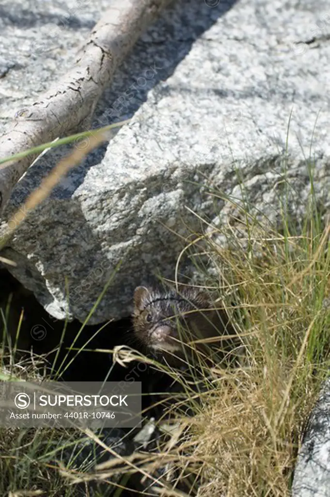 A mink looking out from underneath a rock, Sweden.