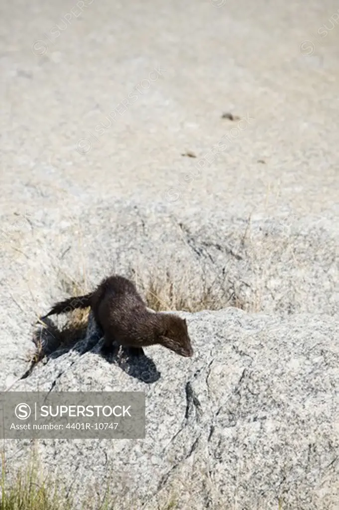 A mink running across a flat piece of rock, Sweden.