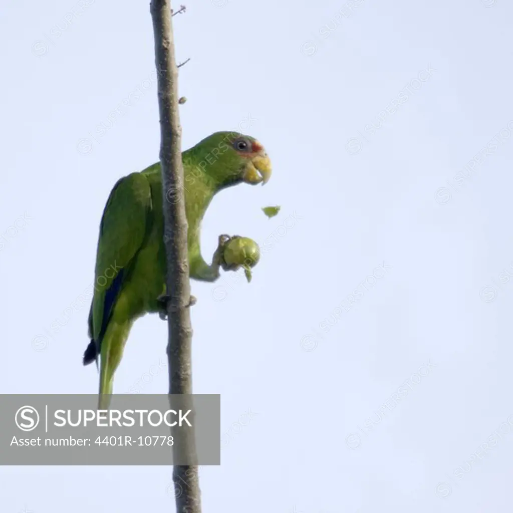 White-fronted Parrot eating an apple, Costa Rica.