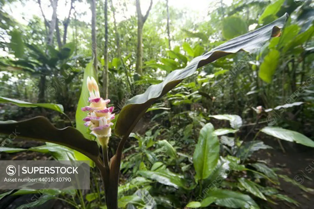 A flower in the rain forest, Costa Rica.