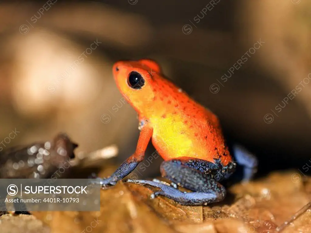 Red and blue poison dart frog, Costa Rica.