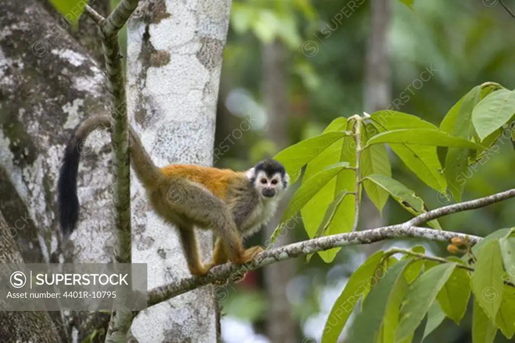 Red-backed squirrel monkey, Costa Rica.