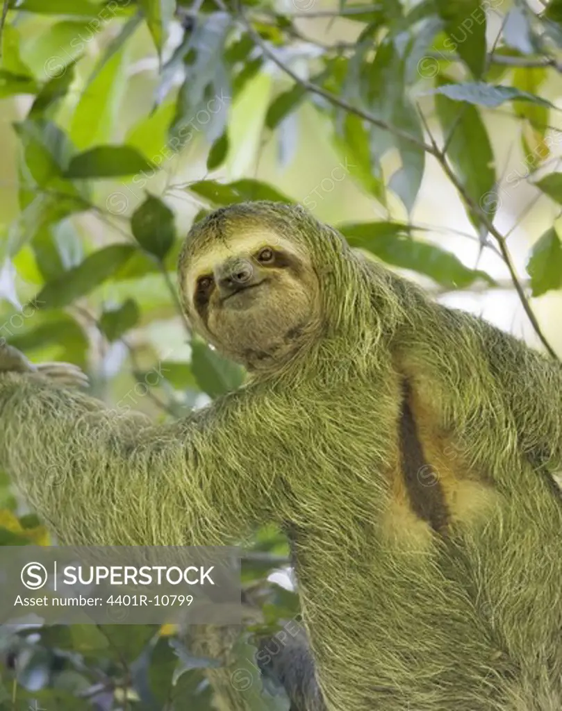 Three-toed sloth in a tree, Costa Rica.