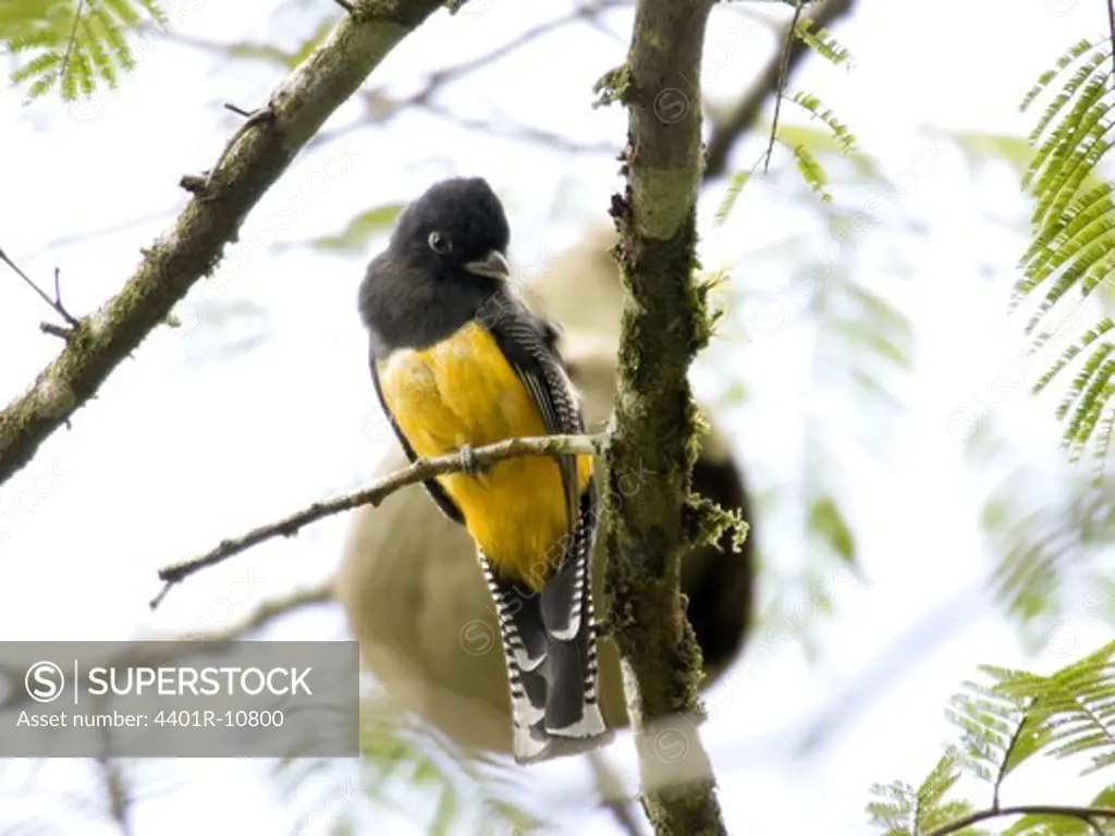 Violaceous Trogon sitting on a branch, Costa Rica.