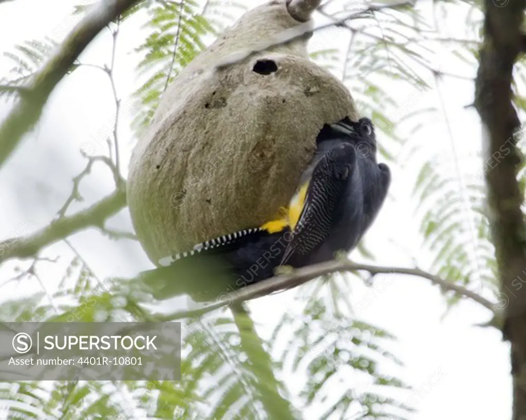 Violaceous Trogon entering a wasp''s nest, Costa Rica.