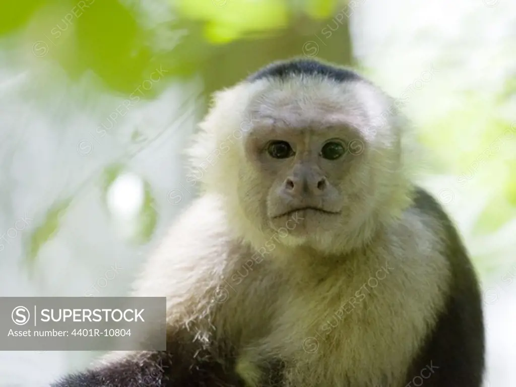Portrait of a white-faced capuchin, Costa Rica.