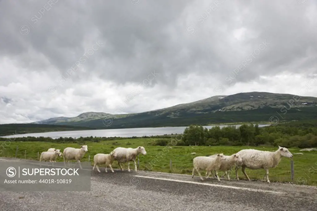 Sheep on a country road, Norway.