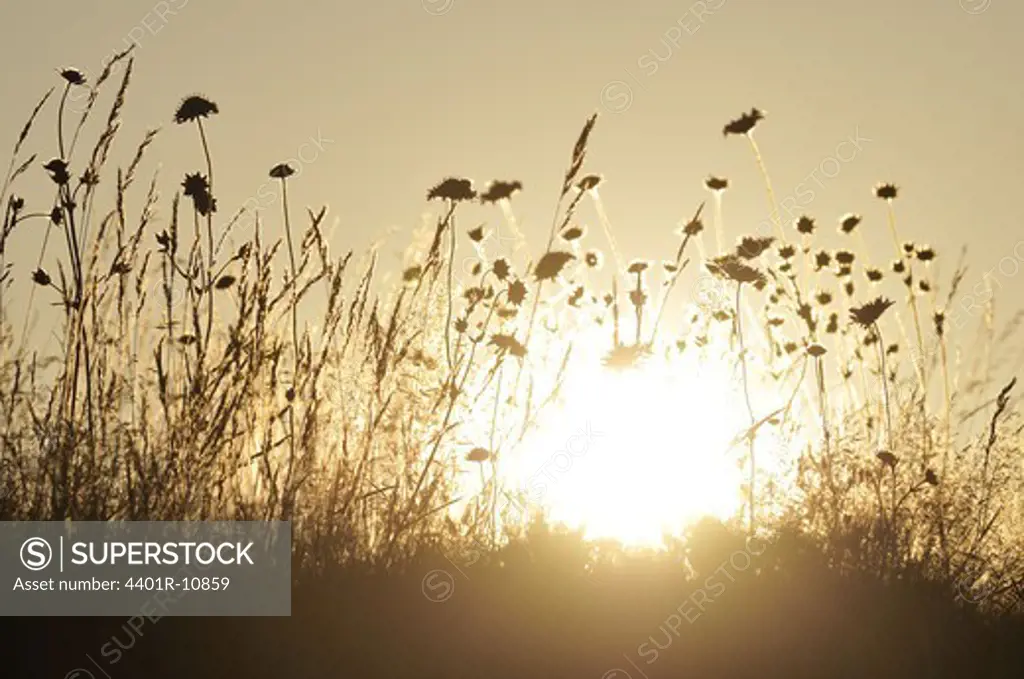 The silhouette of flowers on a meadow against a sunset, Sweden.