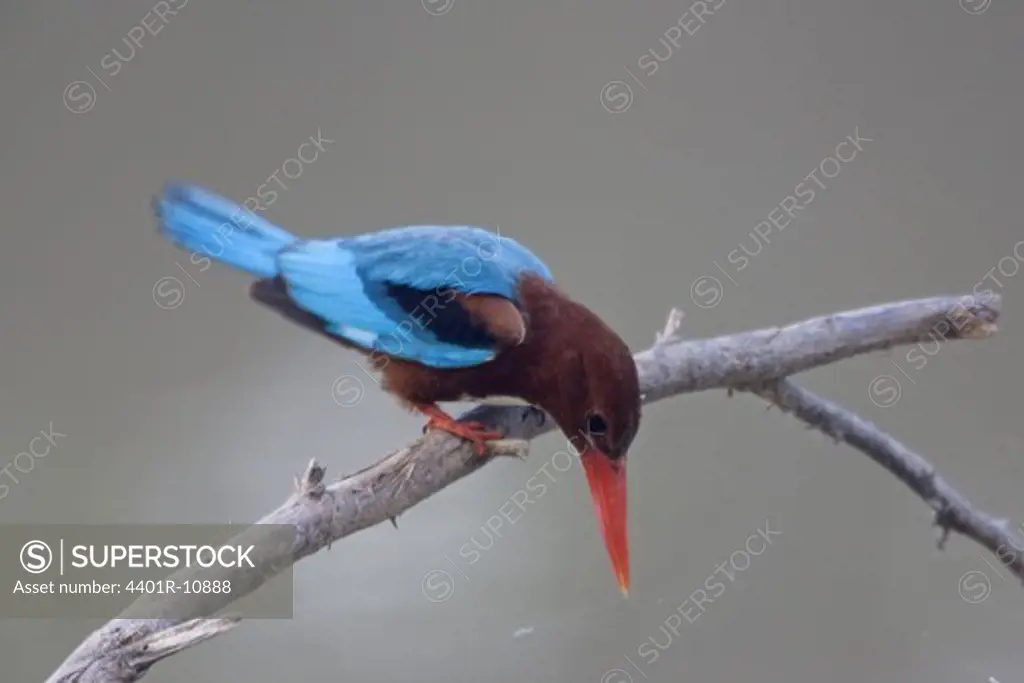A white-throated kingfisher.