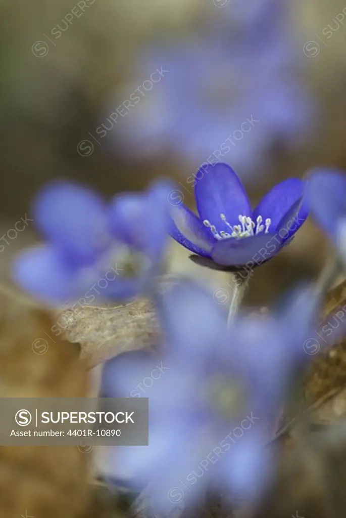 Blue anemones in spring, close-up, Oland, Sweden.