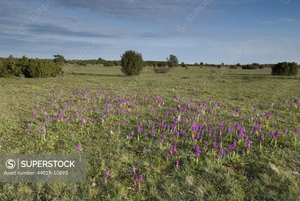 Orchids, Oland, Sweden.