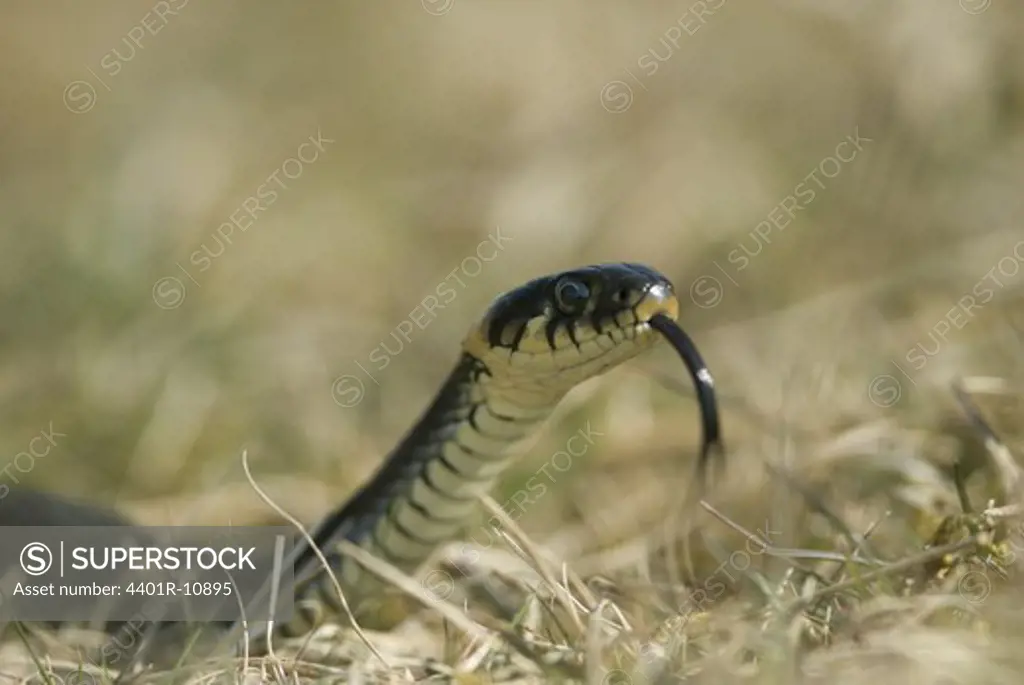 A grass snake, Oland, Sweden.