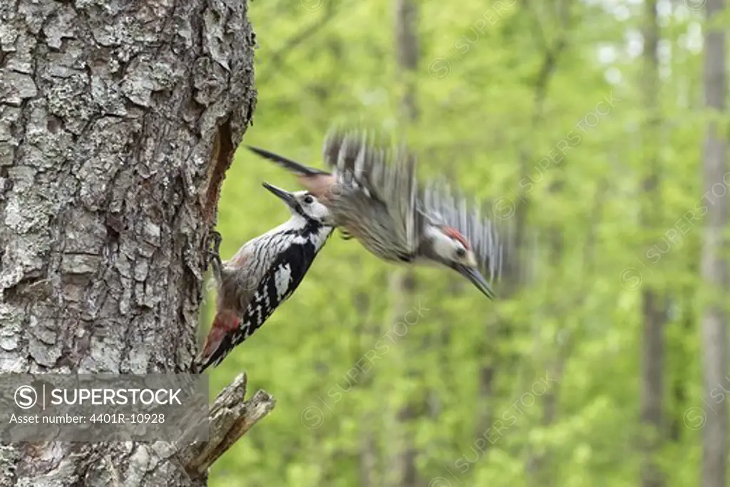 White-backed woodpeckers perching on tree, close-up