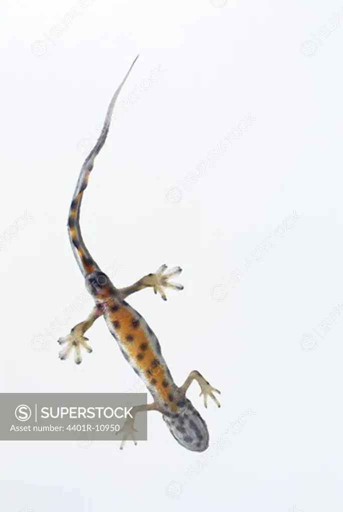 Smooth newt on white background, close-up