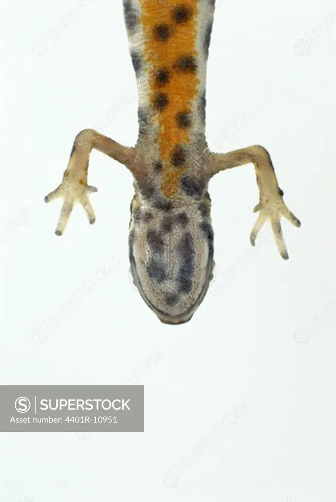Smooth newt on white background, close-up
