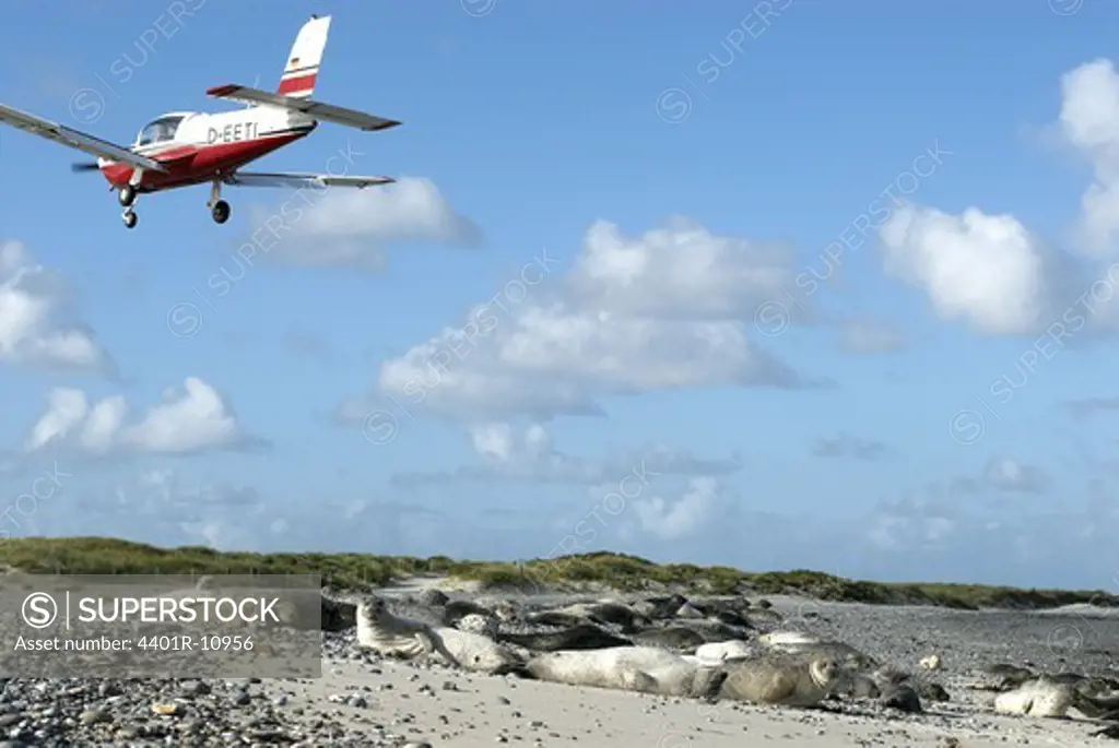 Aeroplane flying mid-air with harbour seals relaxing on beach