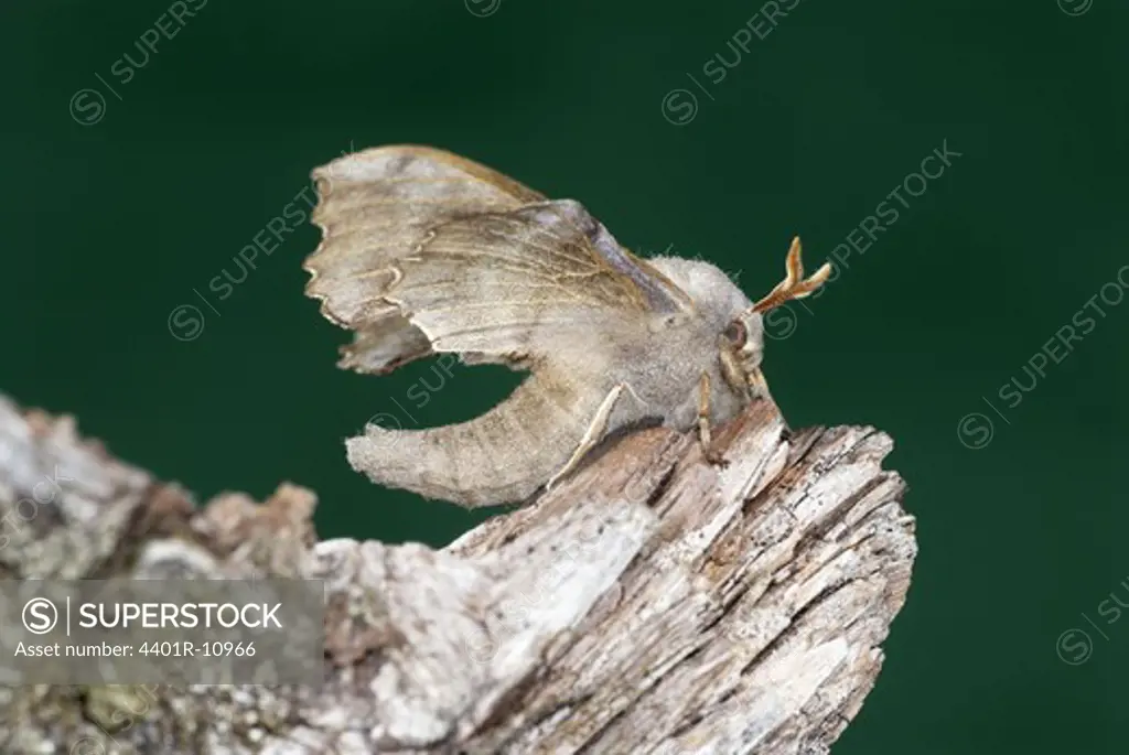 Poplar hawk moth, close-up