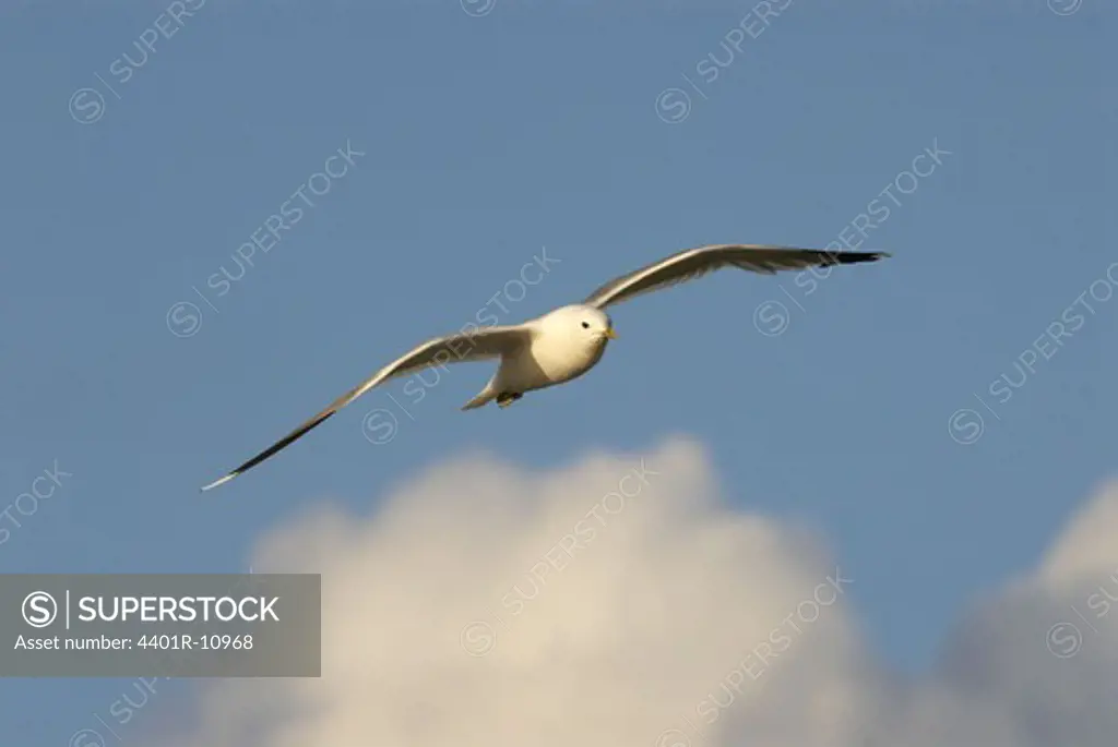 Common gull flying mid-air, low angle view