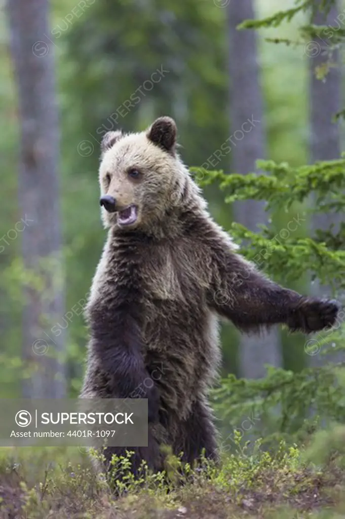 A bear in the forest.