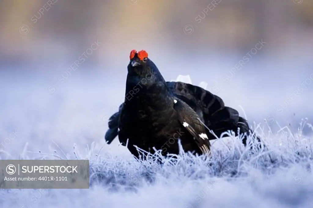 A black grouse in the grass.