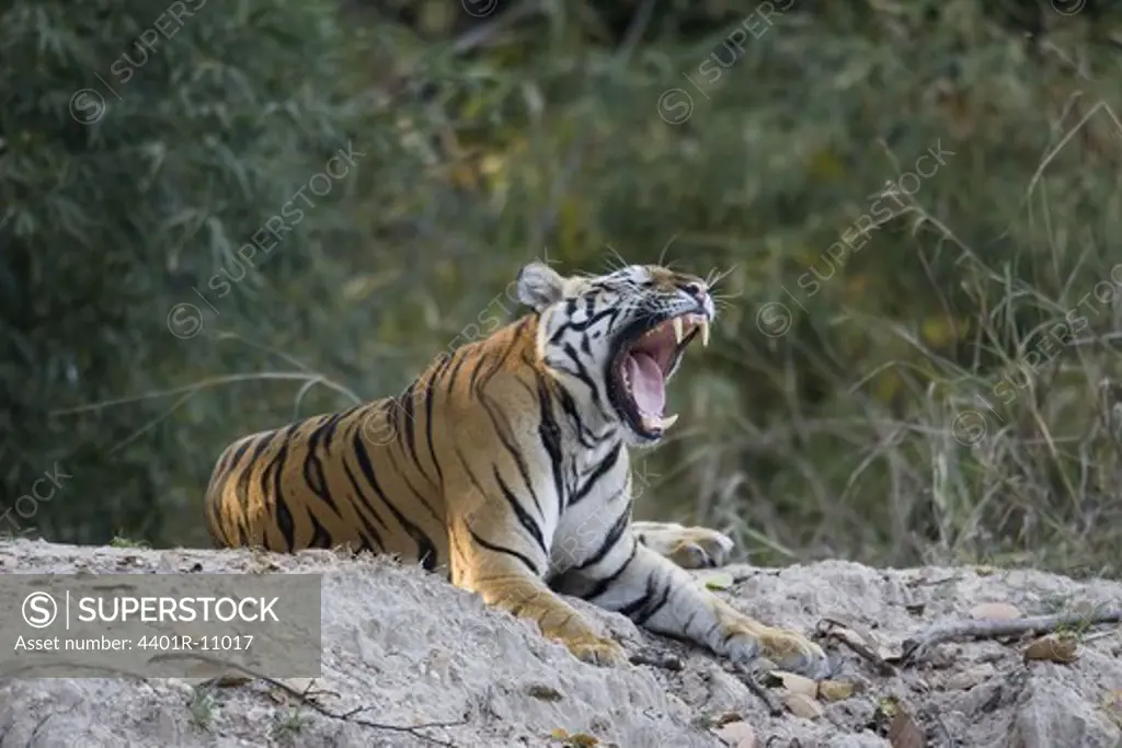 A tiger at a cliff