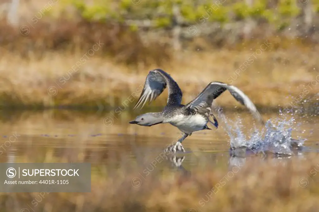 A red-throated diver running on the surface of the water, Vastmanland, Sweden.