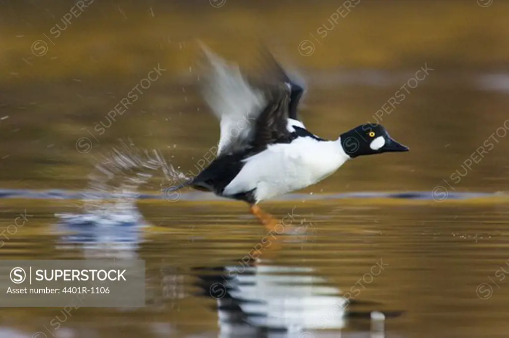 A goldeneye running on the surface of the water, Halland, Sweden.