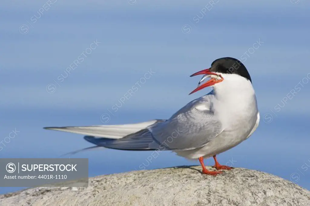 An arctic tern with a fish in its beak.