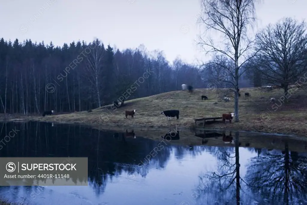 Scandinavian Peninsula, Sweden, Skåne, View of cows by lake