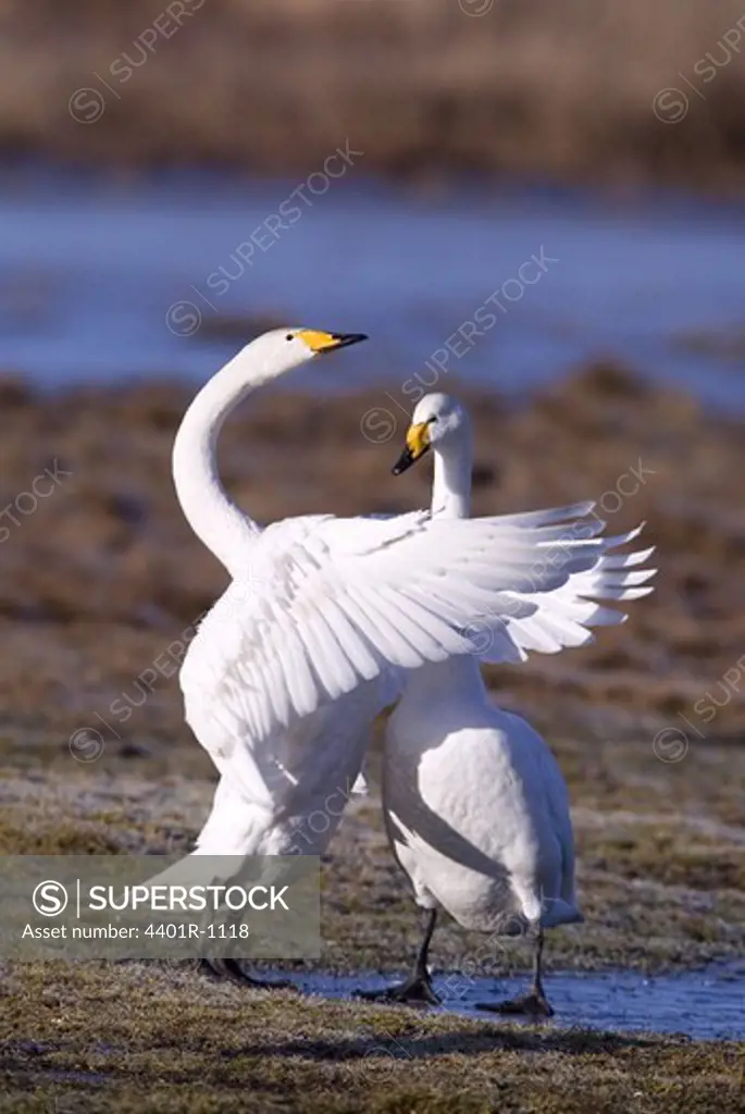 Two whooper swans embrace eachother, Narke, Sweden.