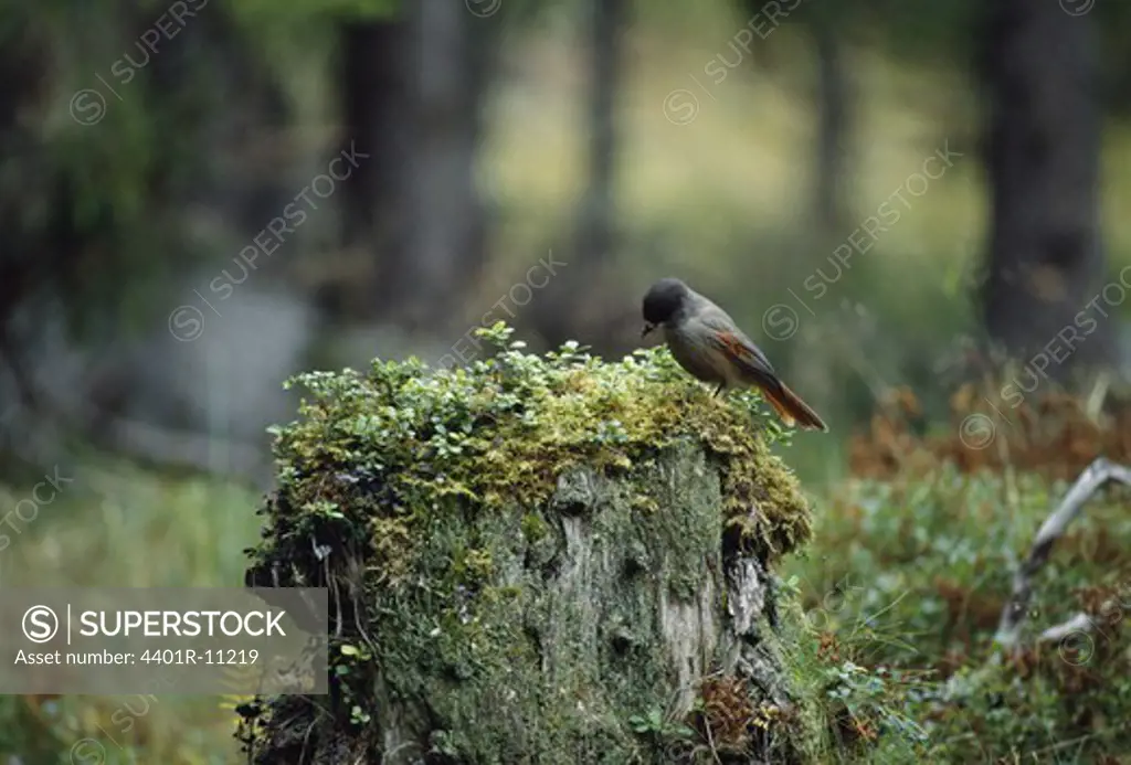 Siberian jay bird on mossy stump