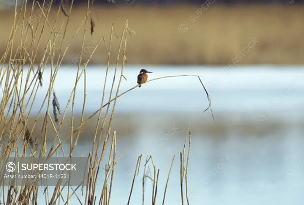 Kingfisher perching on grass beside lake