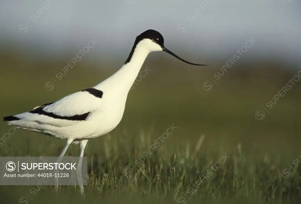 Bird standing in grass