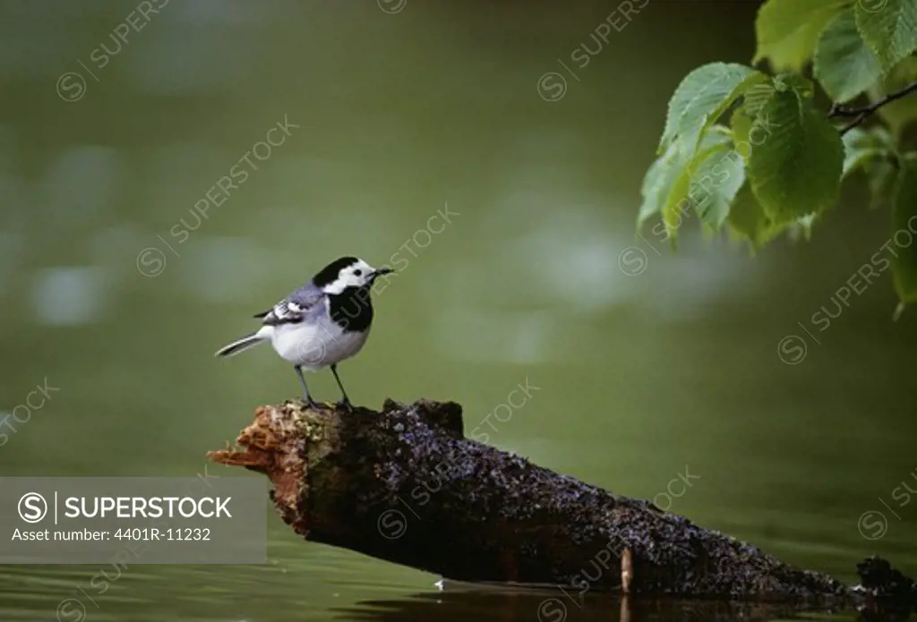 White wagtail perching on stem