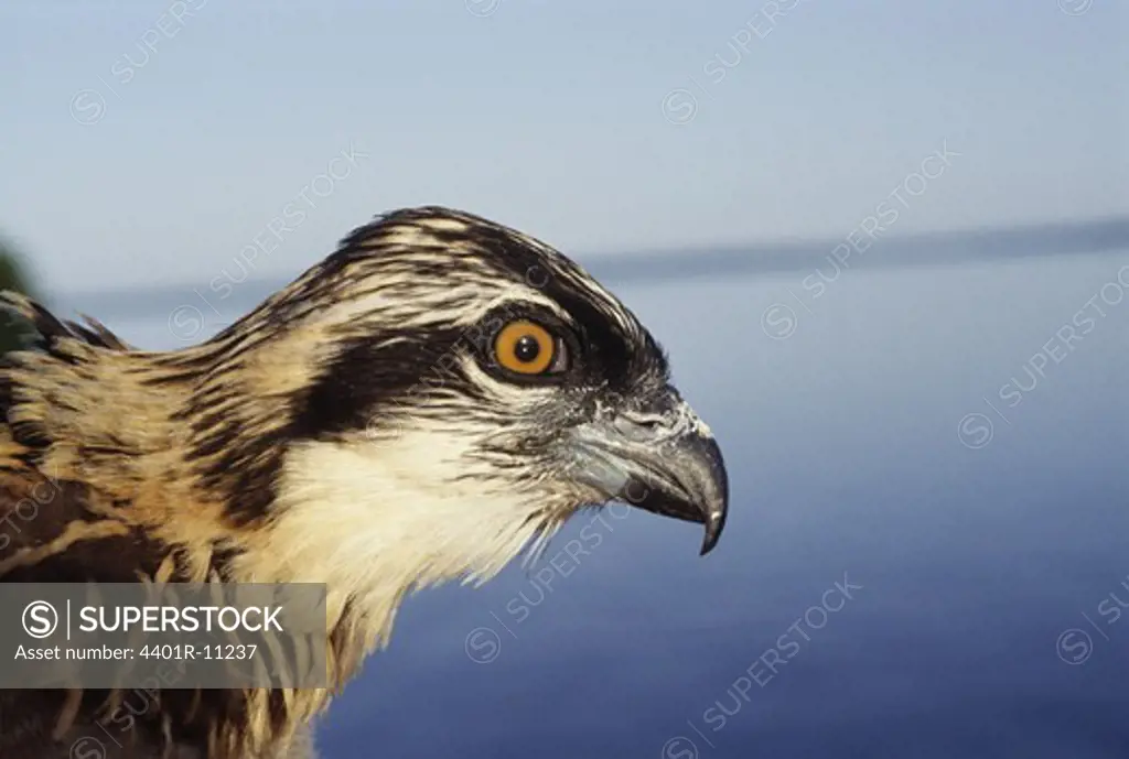 Osprey perching