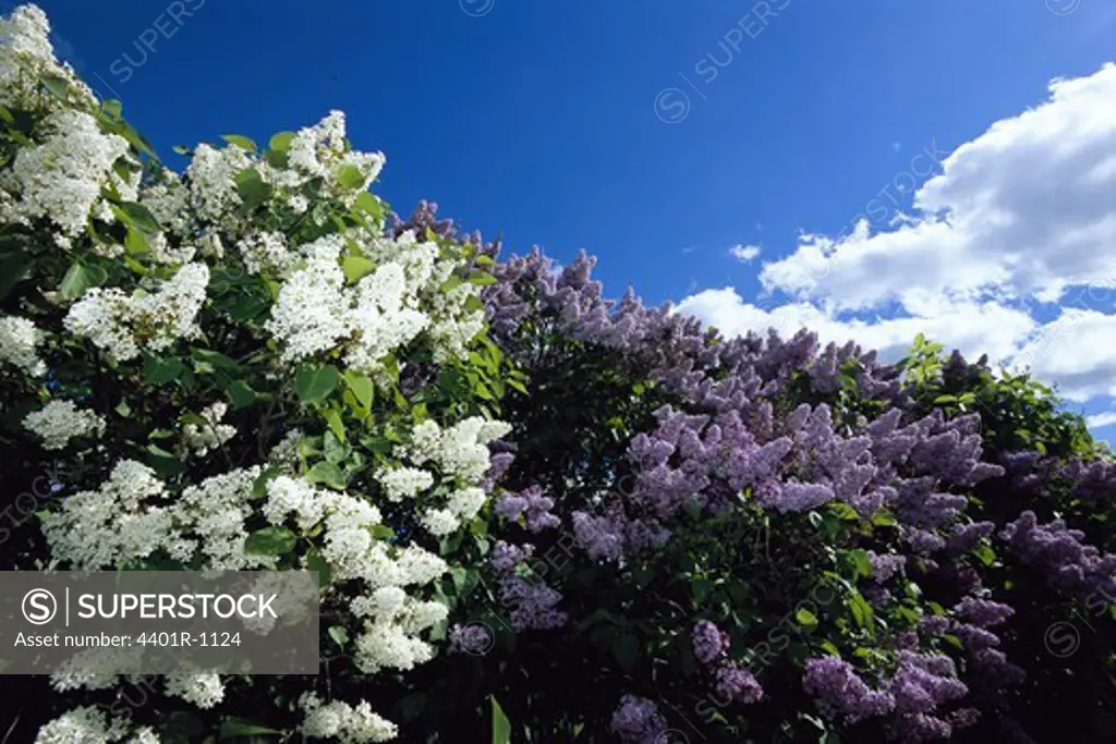 Flowering lilac, Sweden.