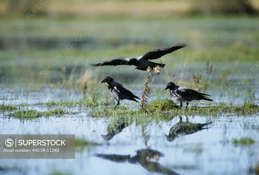 Reflection of crows and jays in lake