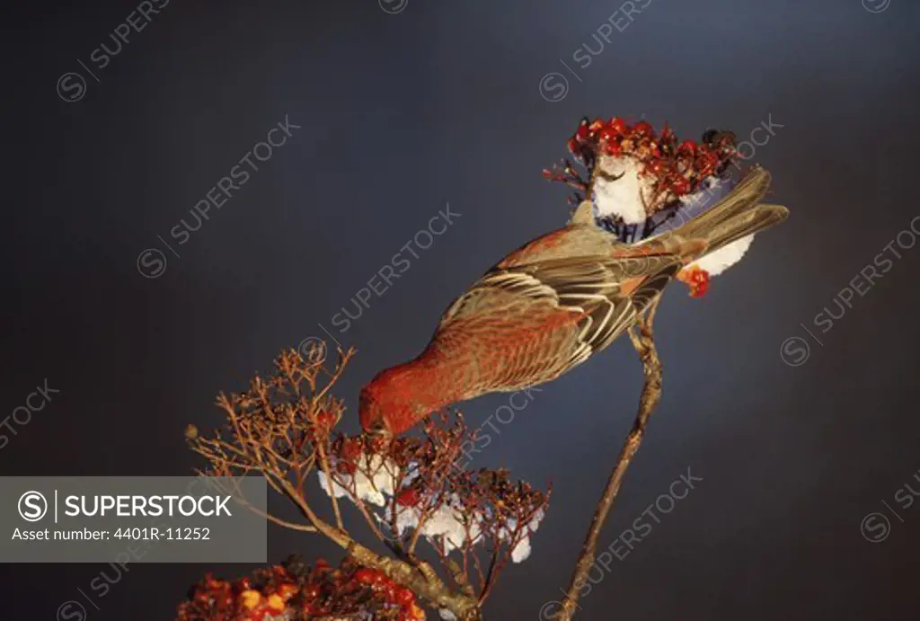 Pine grosbeak feeding on berries