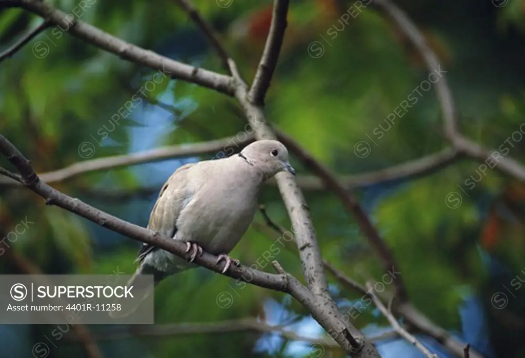Collared dove perching on branch, low angle view