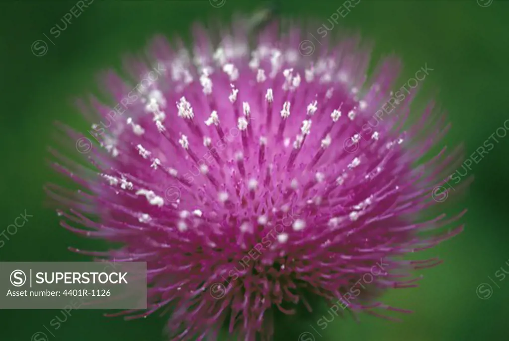 Purple thistle flower, close-up, Sweden.