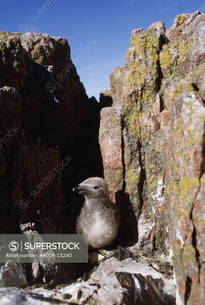 Razorbill perching on moss covered rock