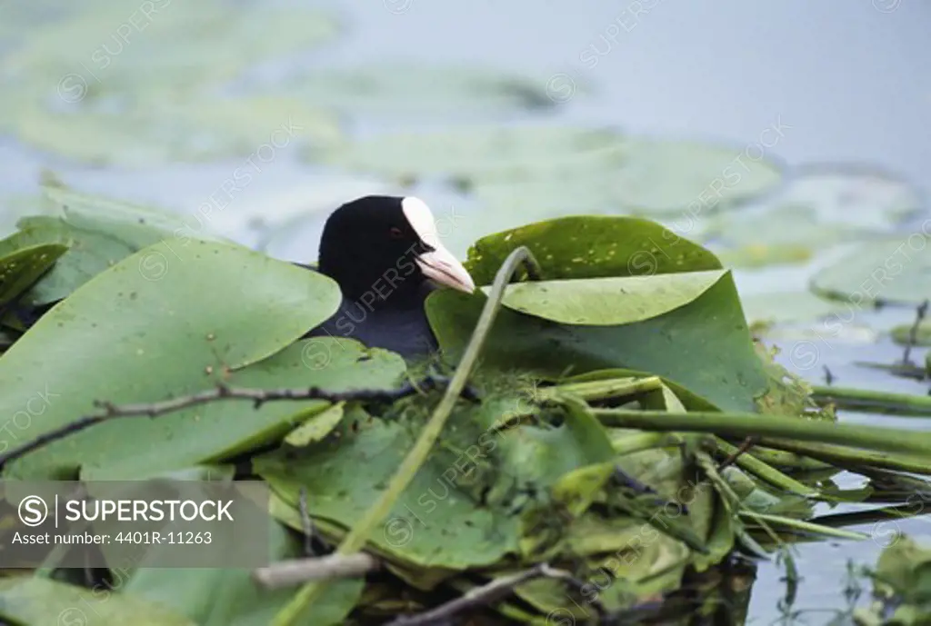 Coot in leaf covered pond