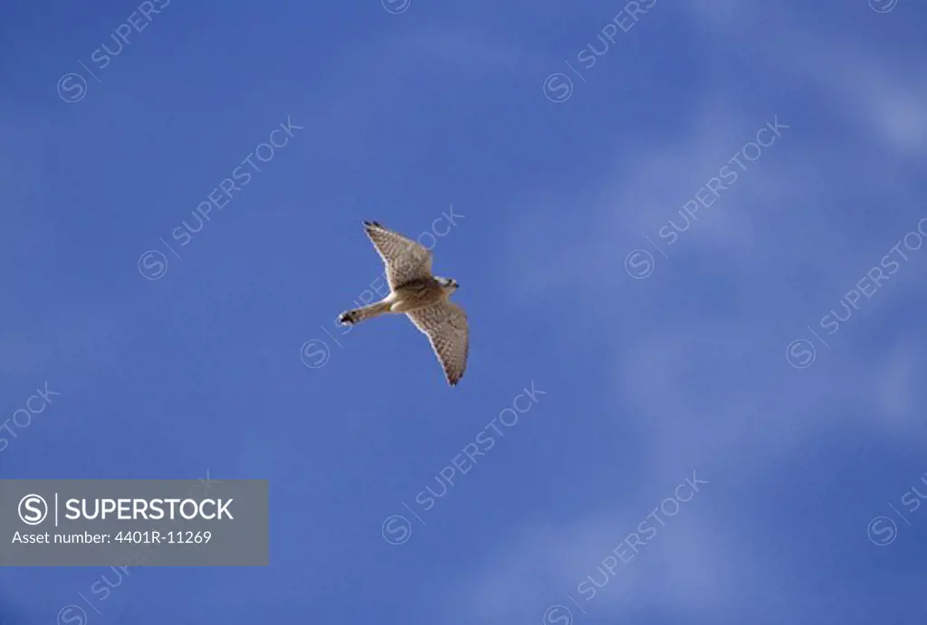 Common kestrel flying, low angle view