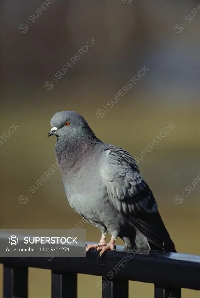 Pigeon perching on fence