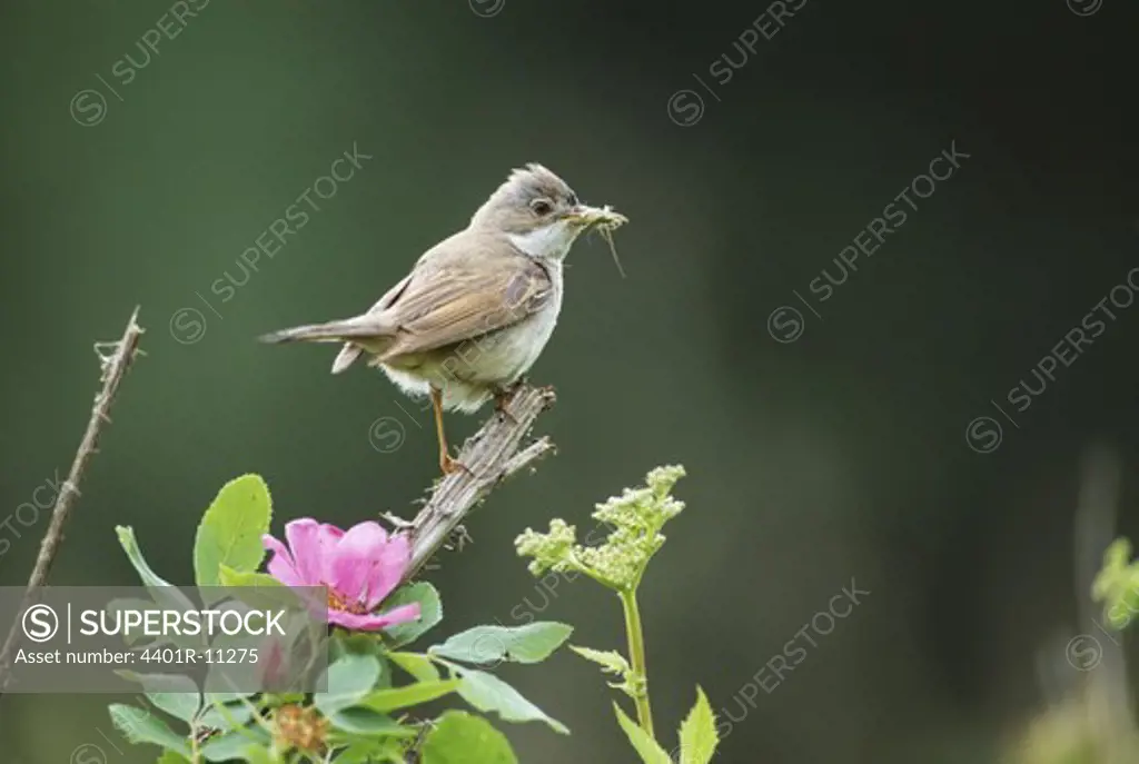 Whitethroat holding insect in mouth