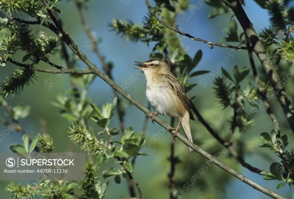 Sedge warbler perching on branch