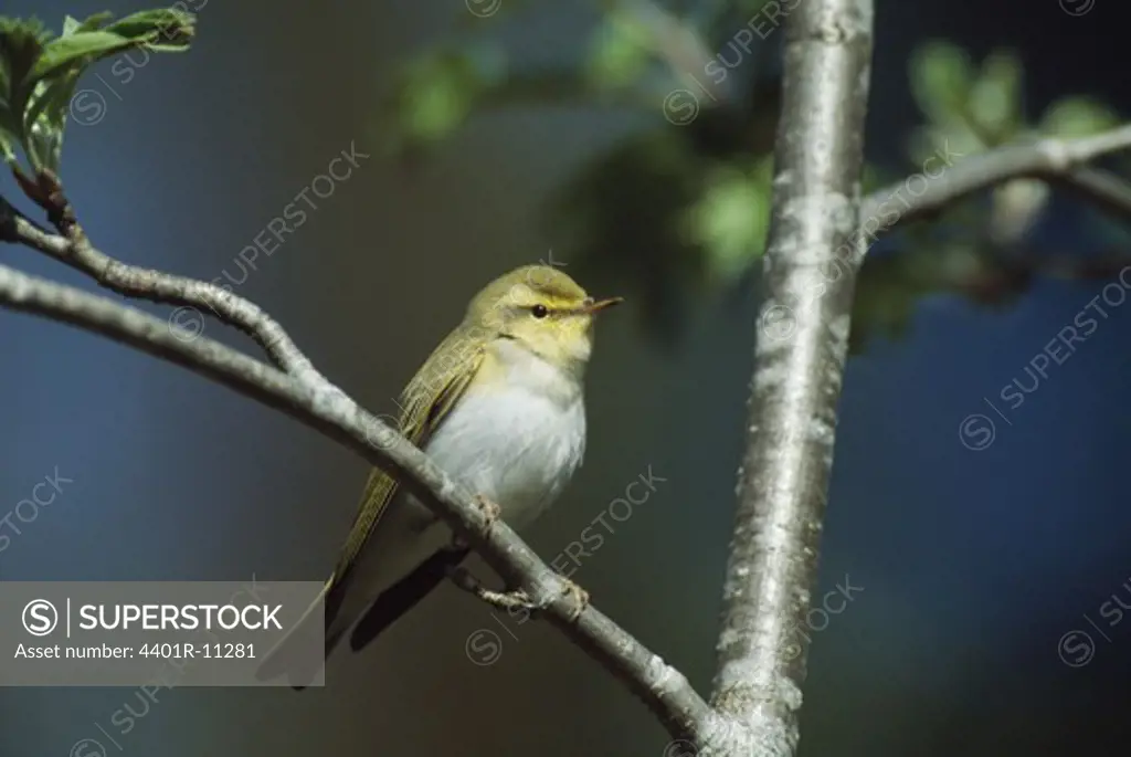 Wood warbler perching on branch at night